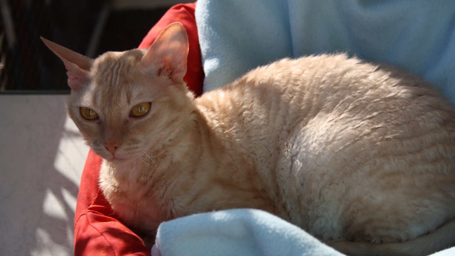 Порода немецкий рекс