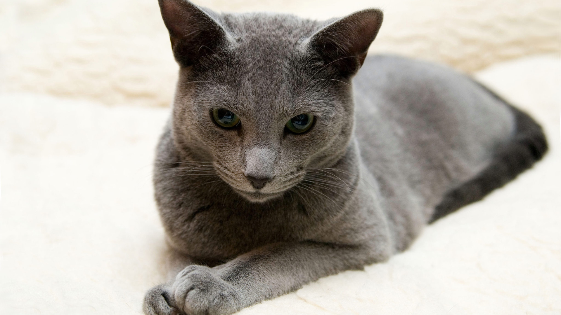 Порода русская голубая кошка