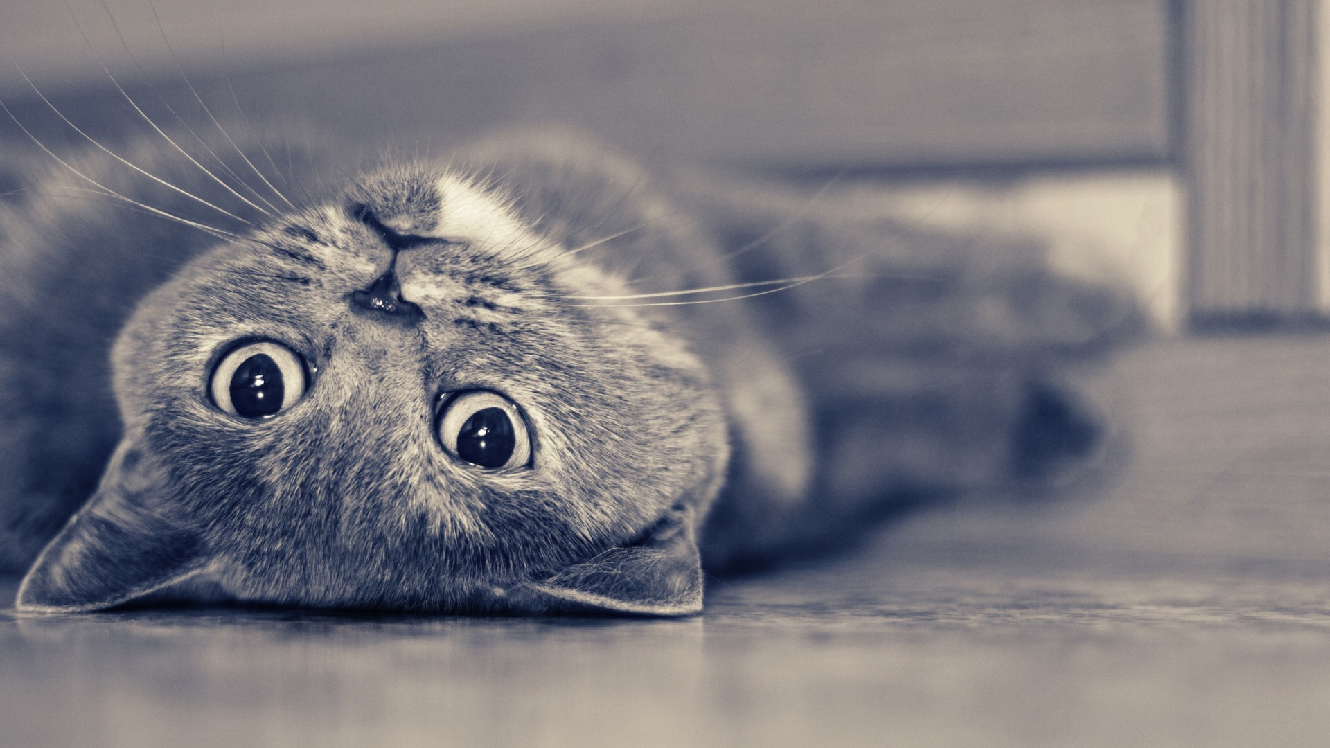 Британская короткошерстная кошка лежит на спине