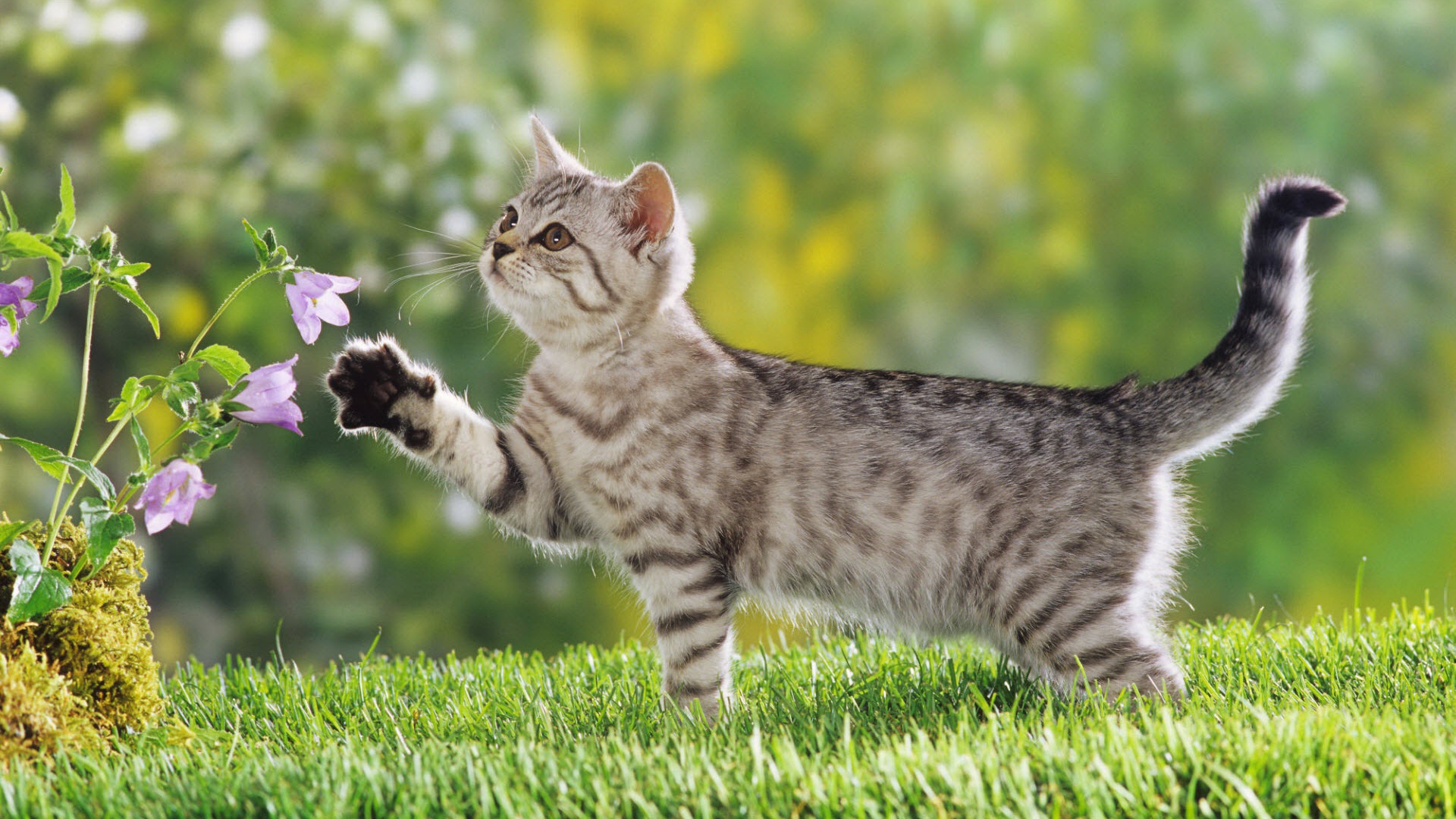 Британский короткошерстный котенок