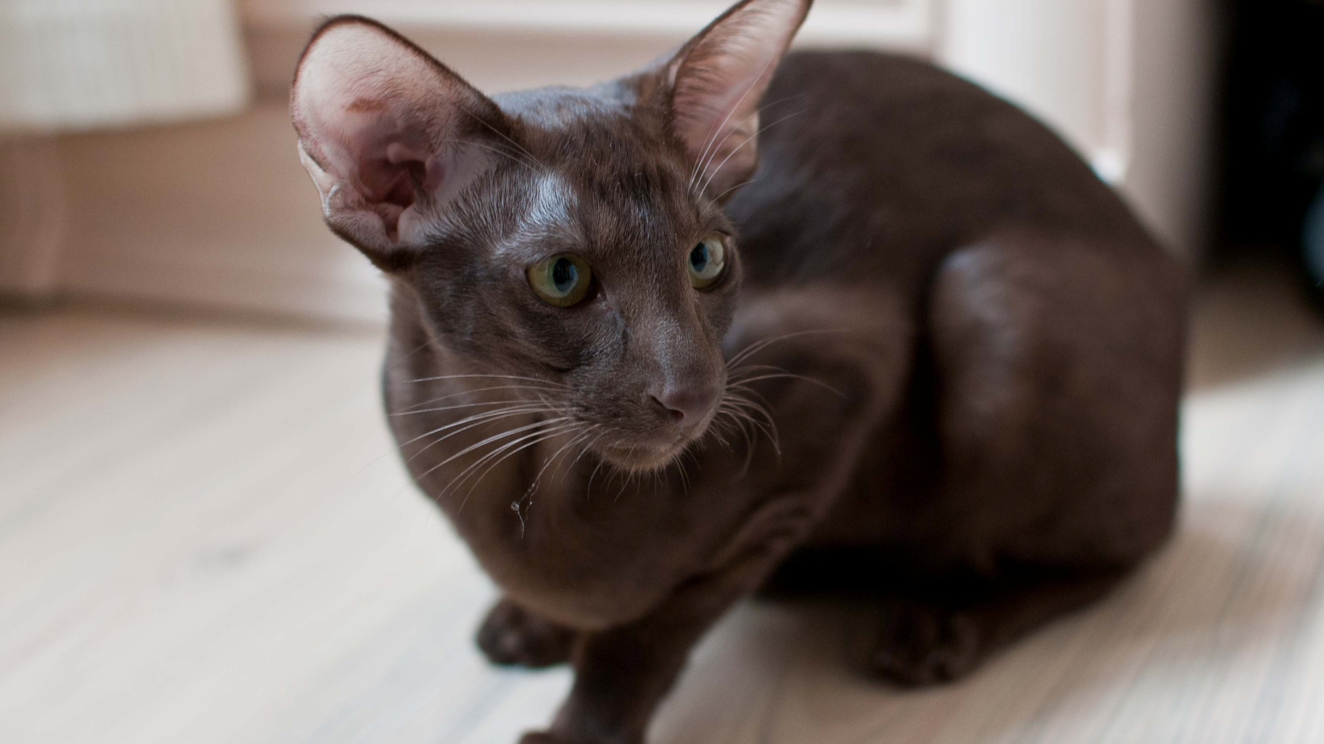 Коричневая ориентальная короткошерстная кошка