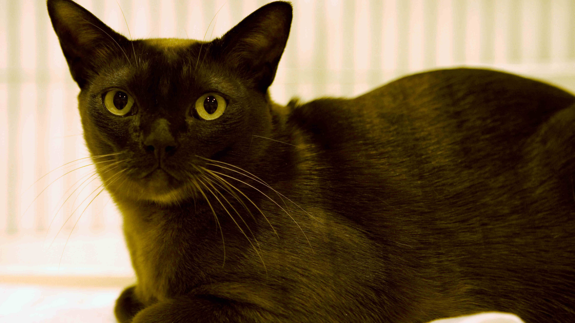 Порода бурманская кошка