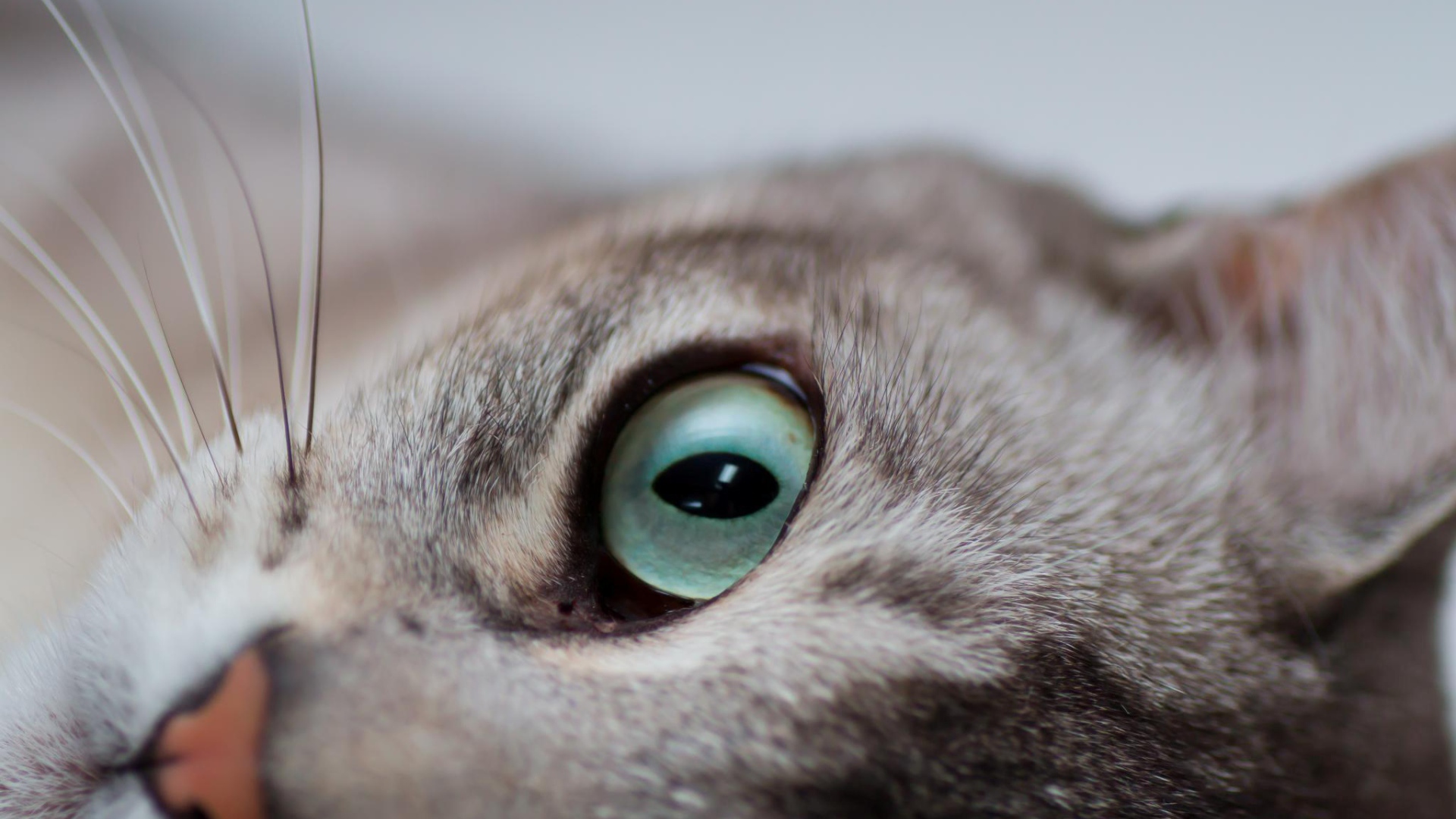 Глаза кошки бурмилла