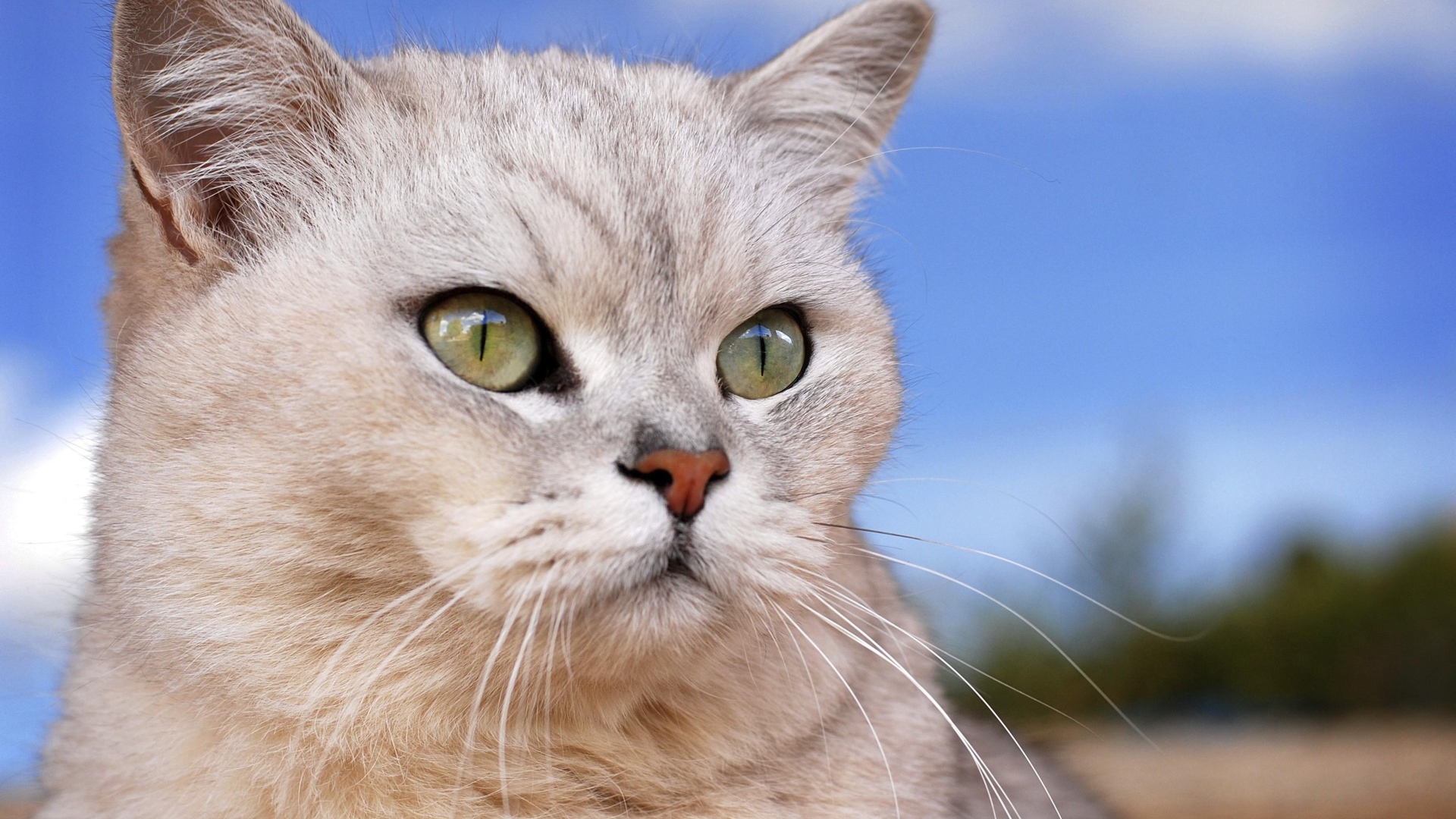 Порода кошек бурмилла