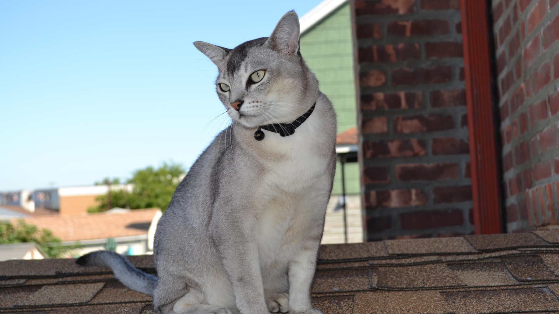 Бурмилла сидит на крыше