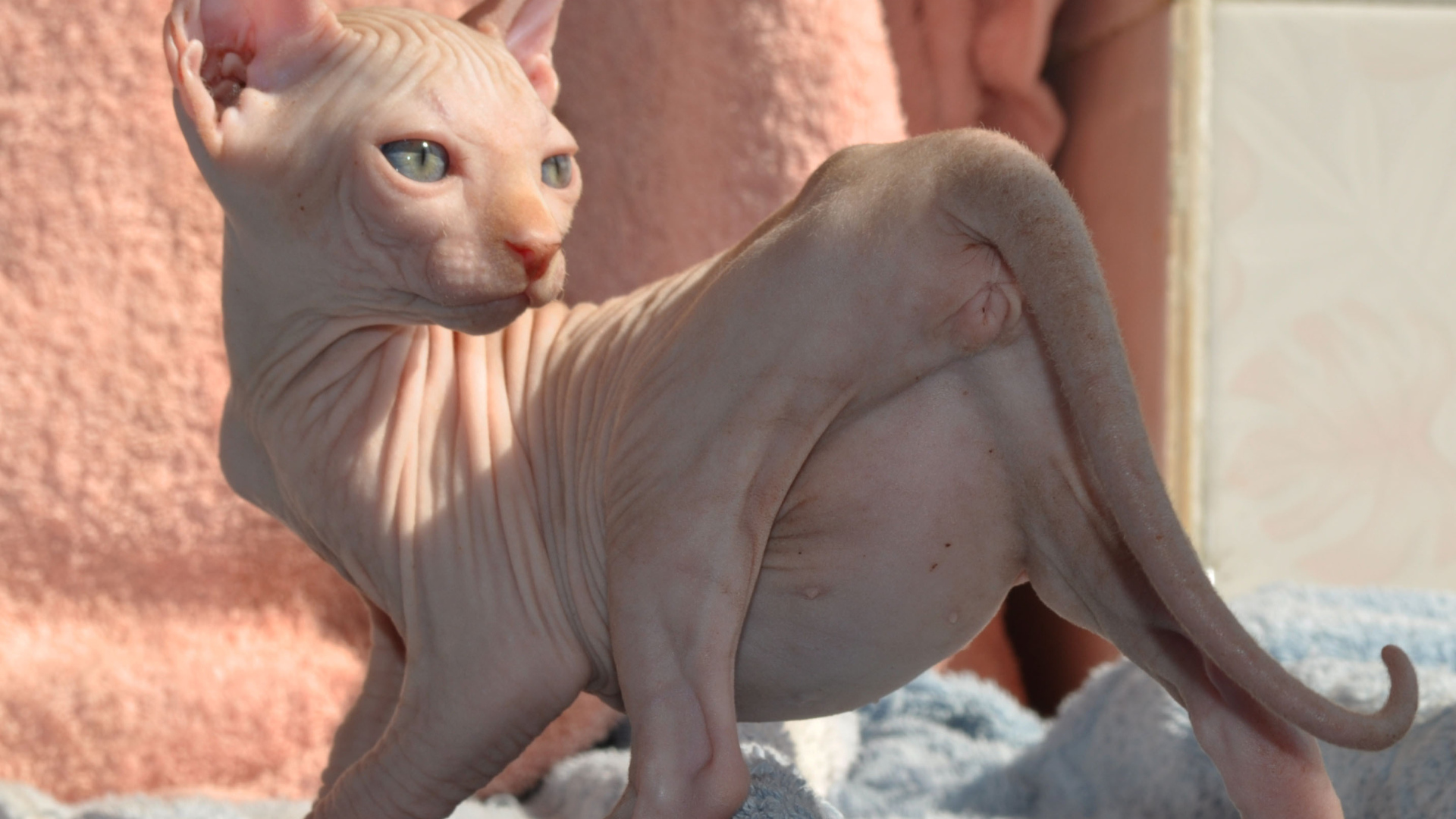 Кошка породы минскин