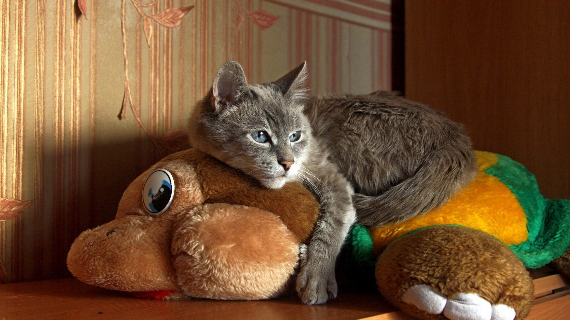 Кот лежит на мягкой игрушке