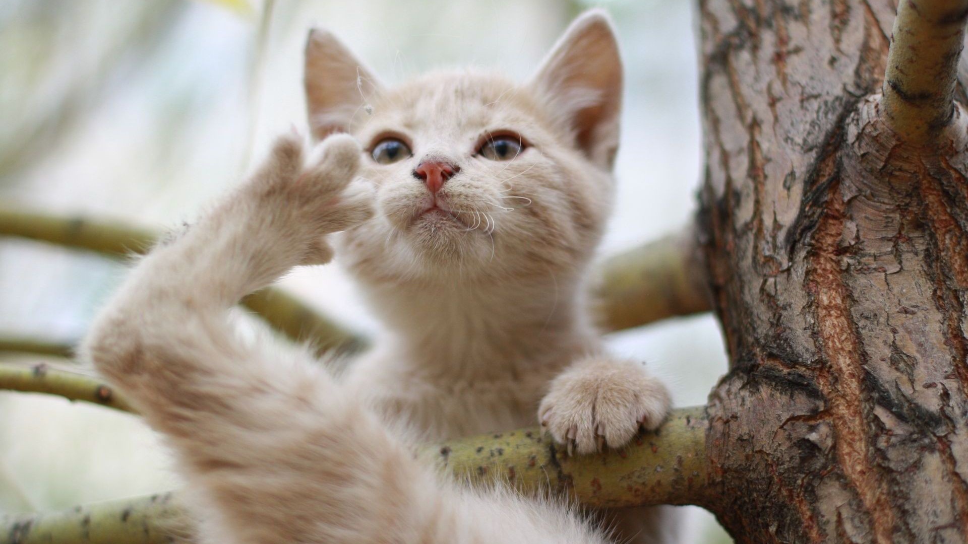 Кот на ветке дерева