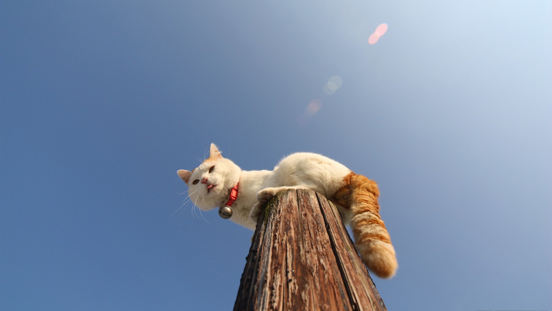 Кот на деревянном столбе