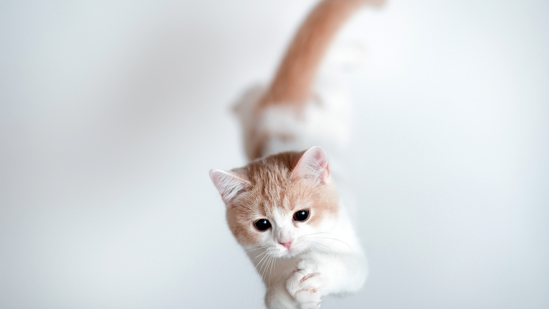 Кошка тороде