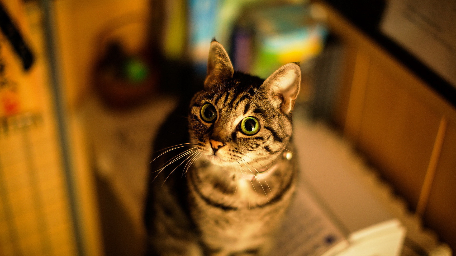 Кошка с большими глазами