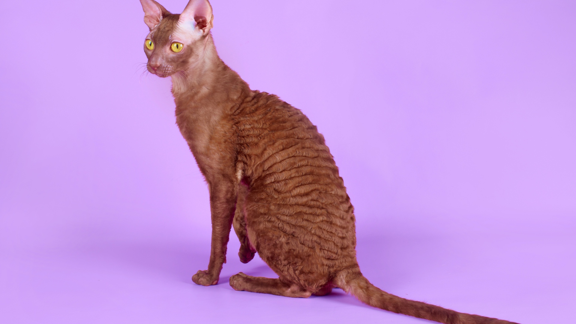 Коричневый корниш рекс