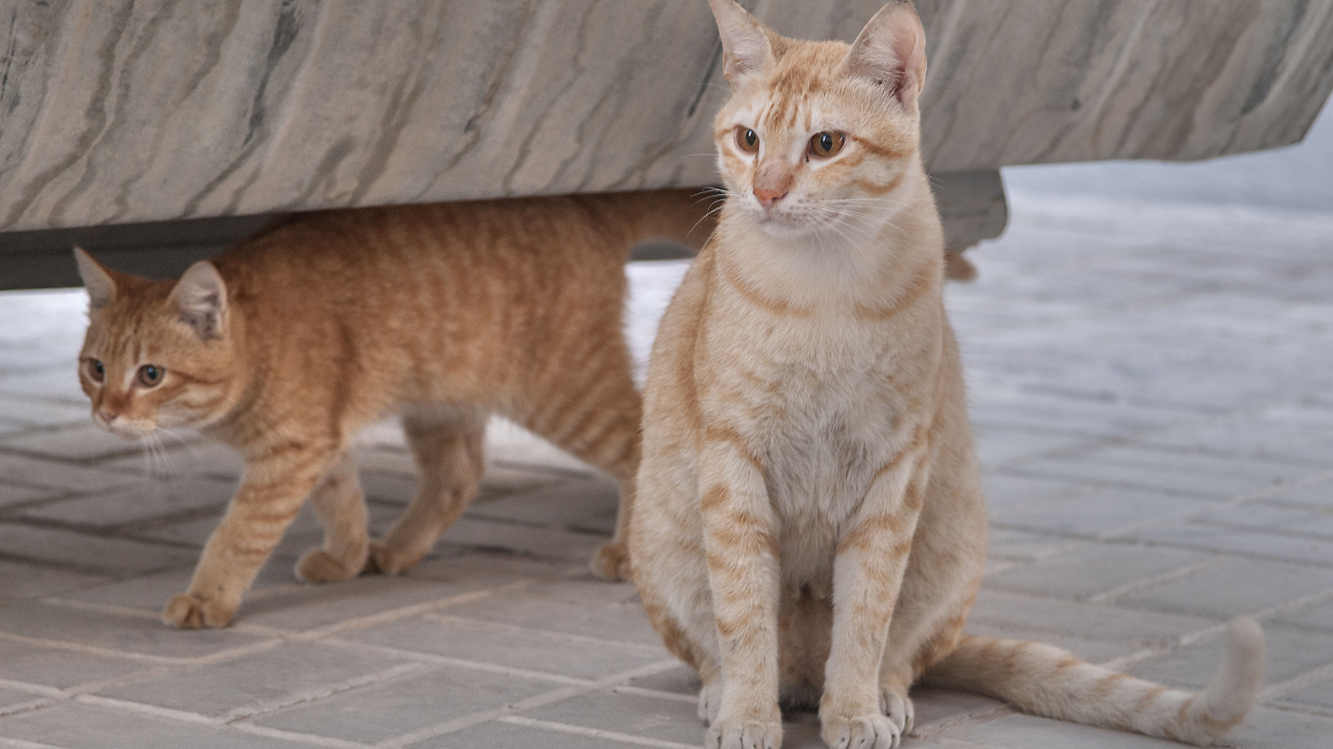 Пара кошек аравийский мау