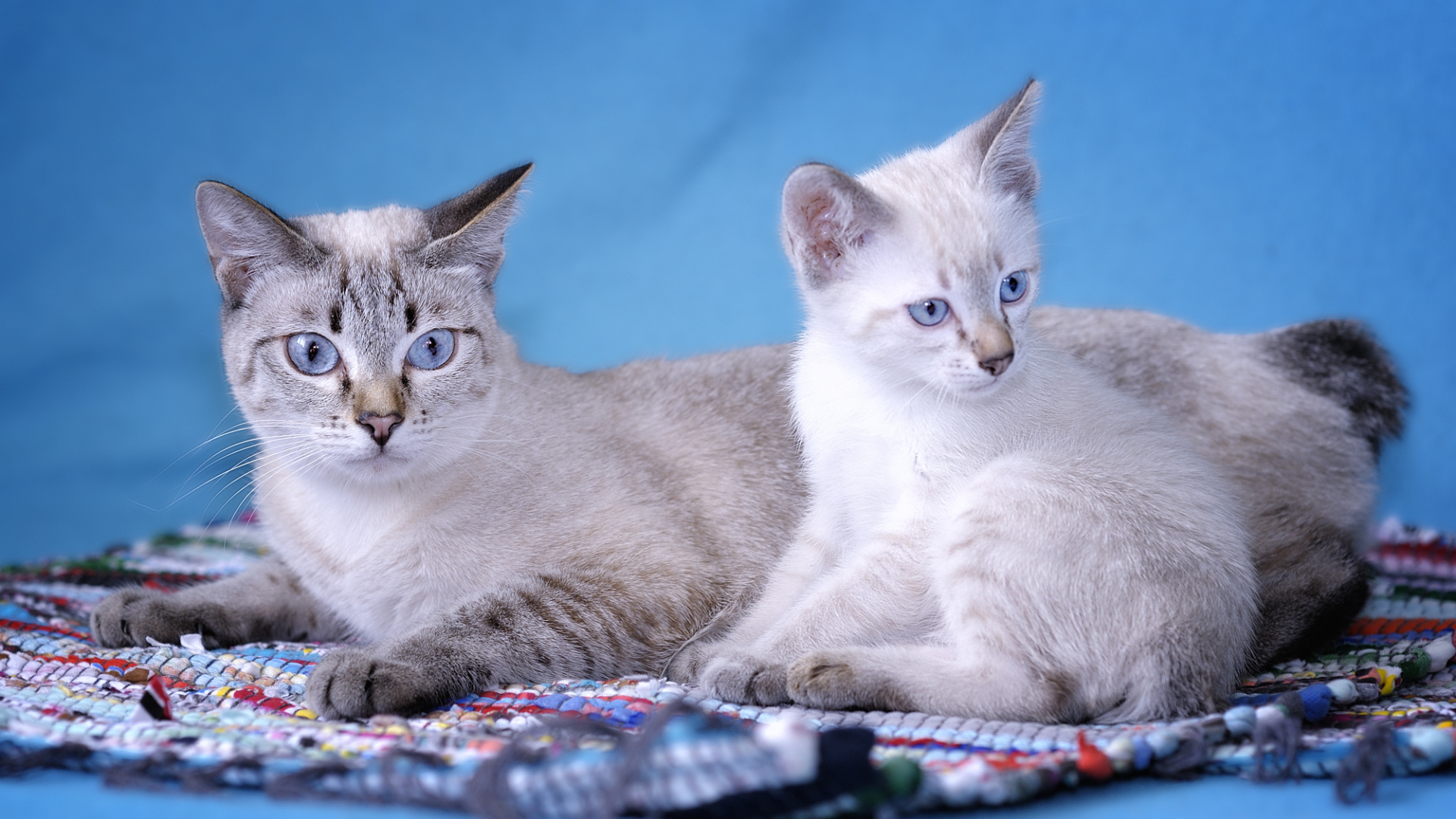 Пара кошек меконгский бобтейл