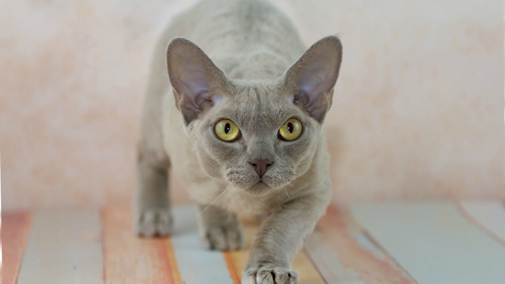 Крадущийся девон-рекс