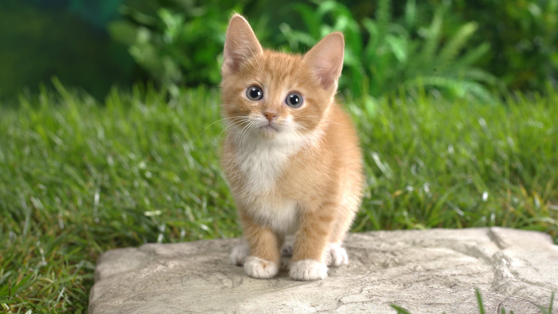 Забавный котенок