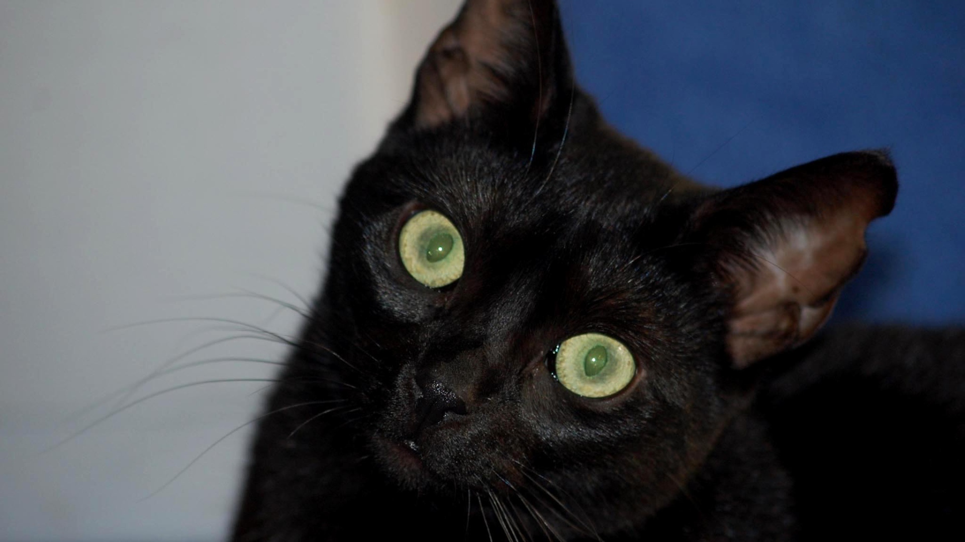 Милый котенок бомбейской кошки