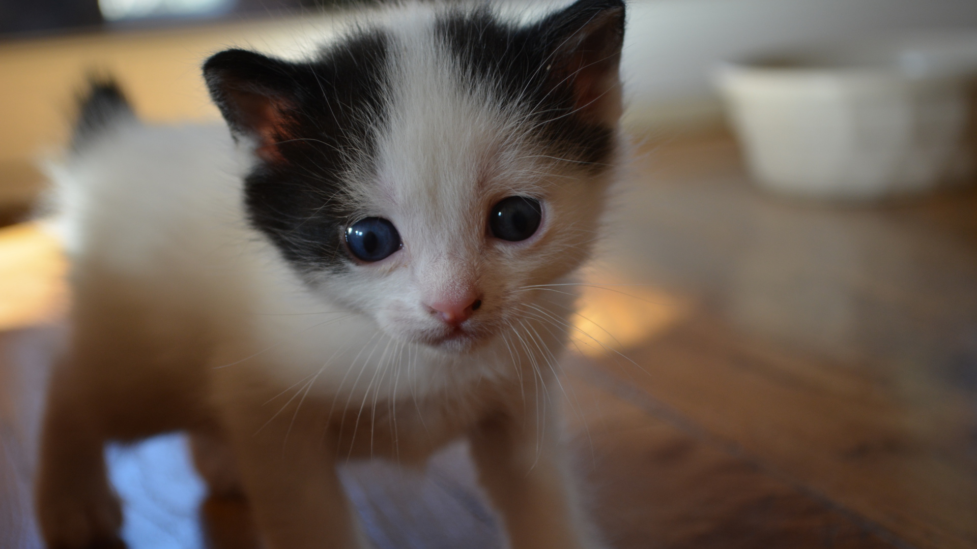 Милый котенок японского бобтейла