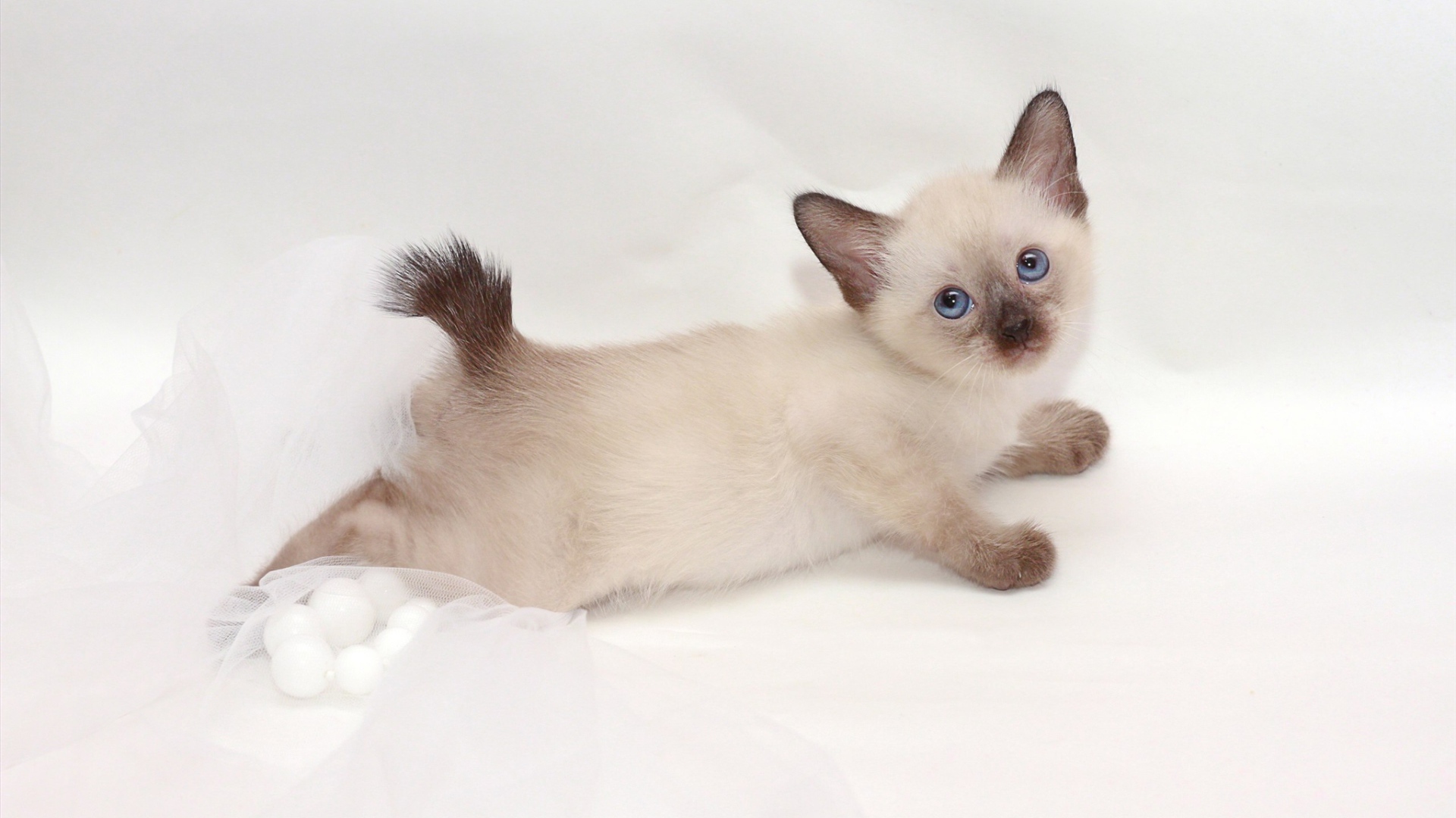 Милый котенок меконгский бобтейл(автор Nelly Shuyskaya)