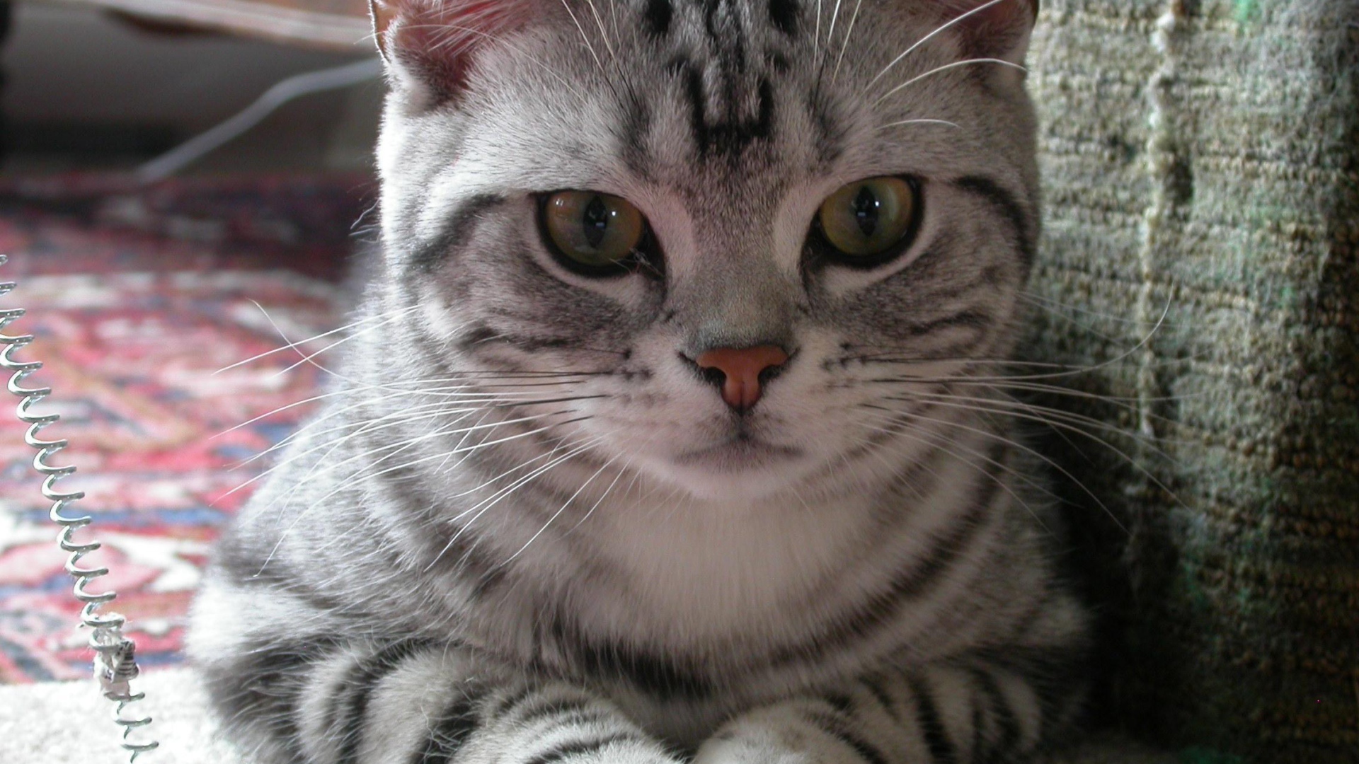 Милашка американская жесткошерстная кошка