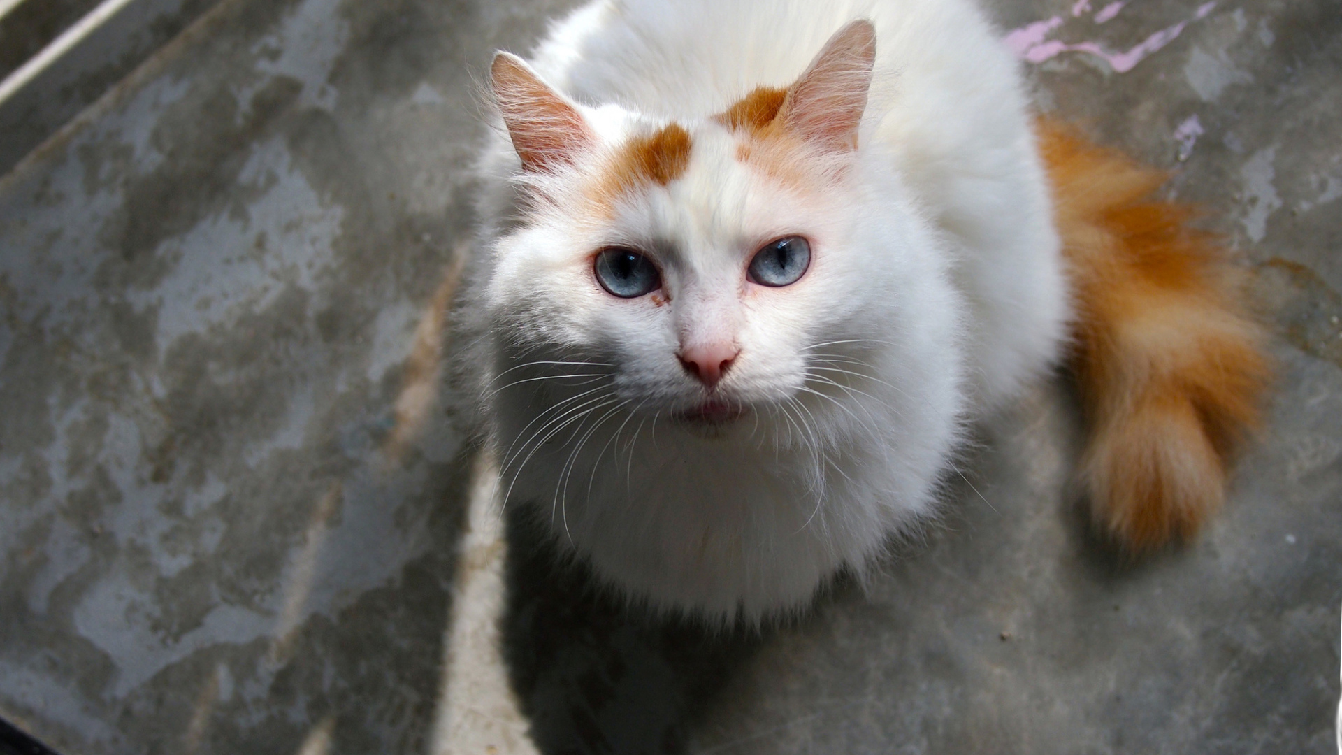 Преданный турецкий ван