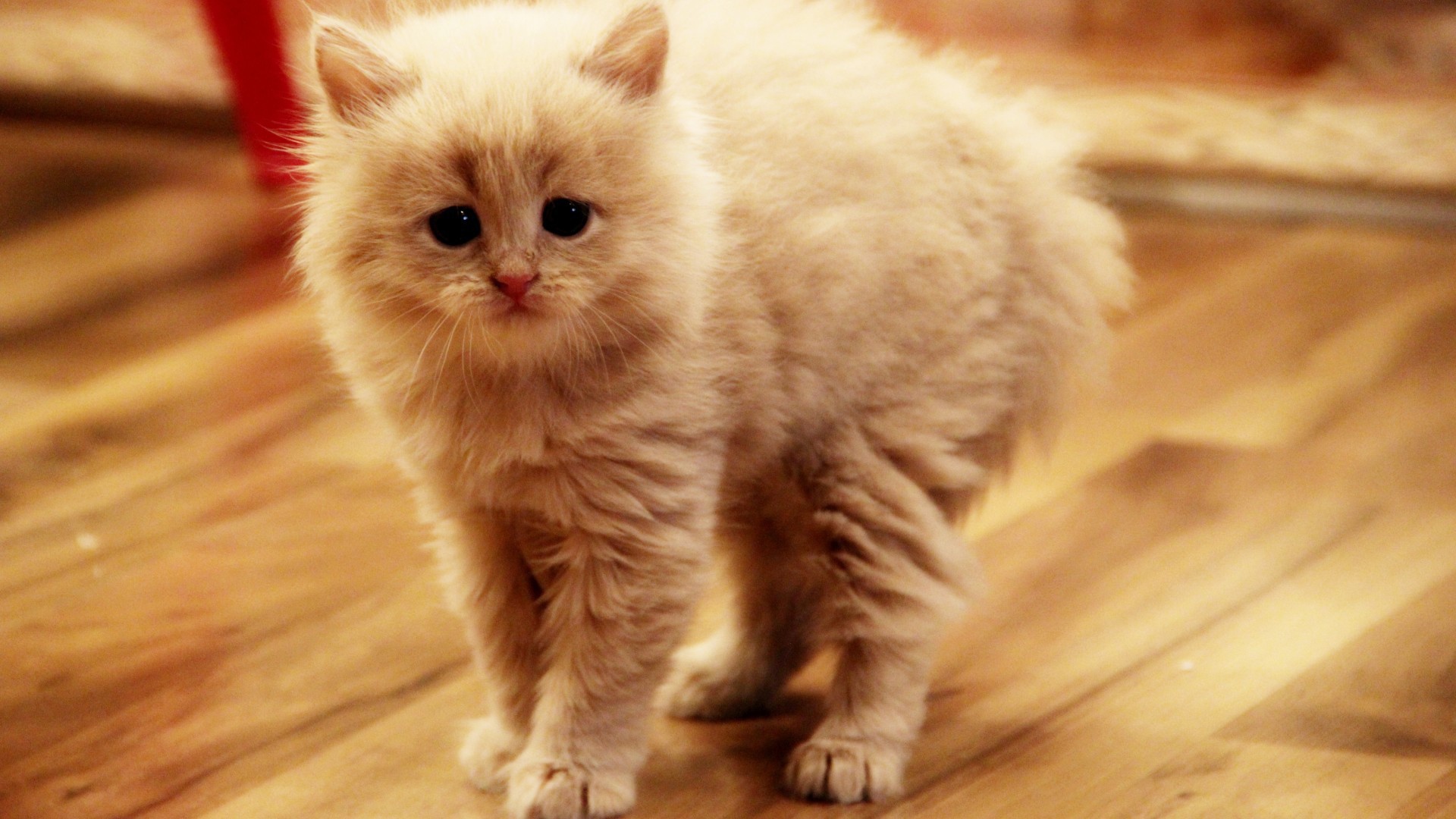 Взъерошенный котенок