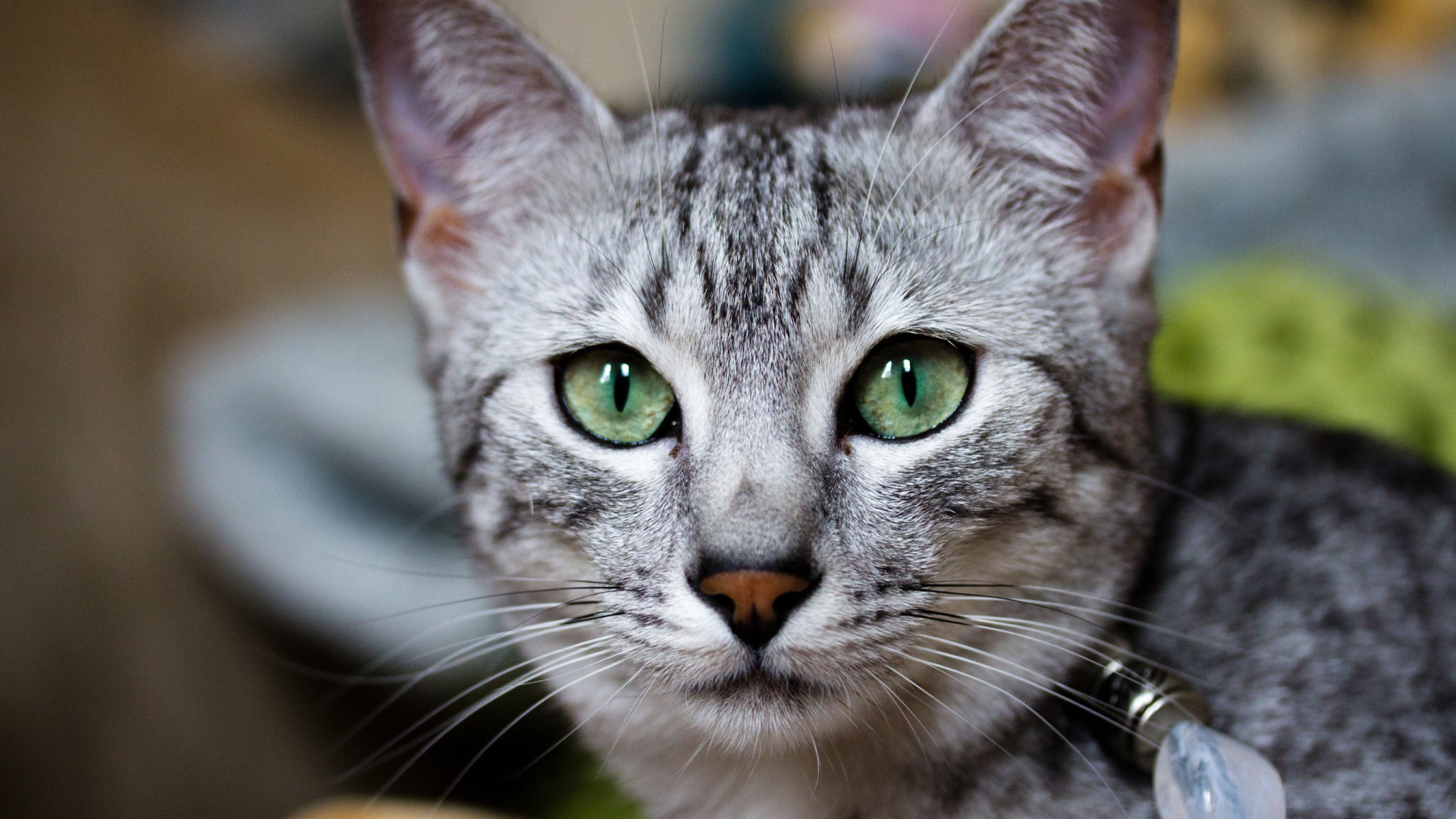 Кошка египетская мау