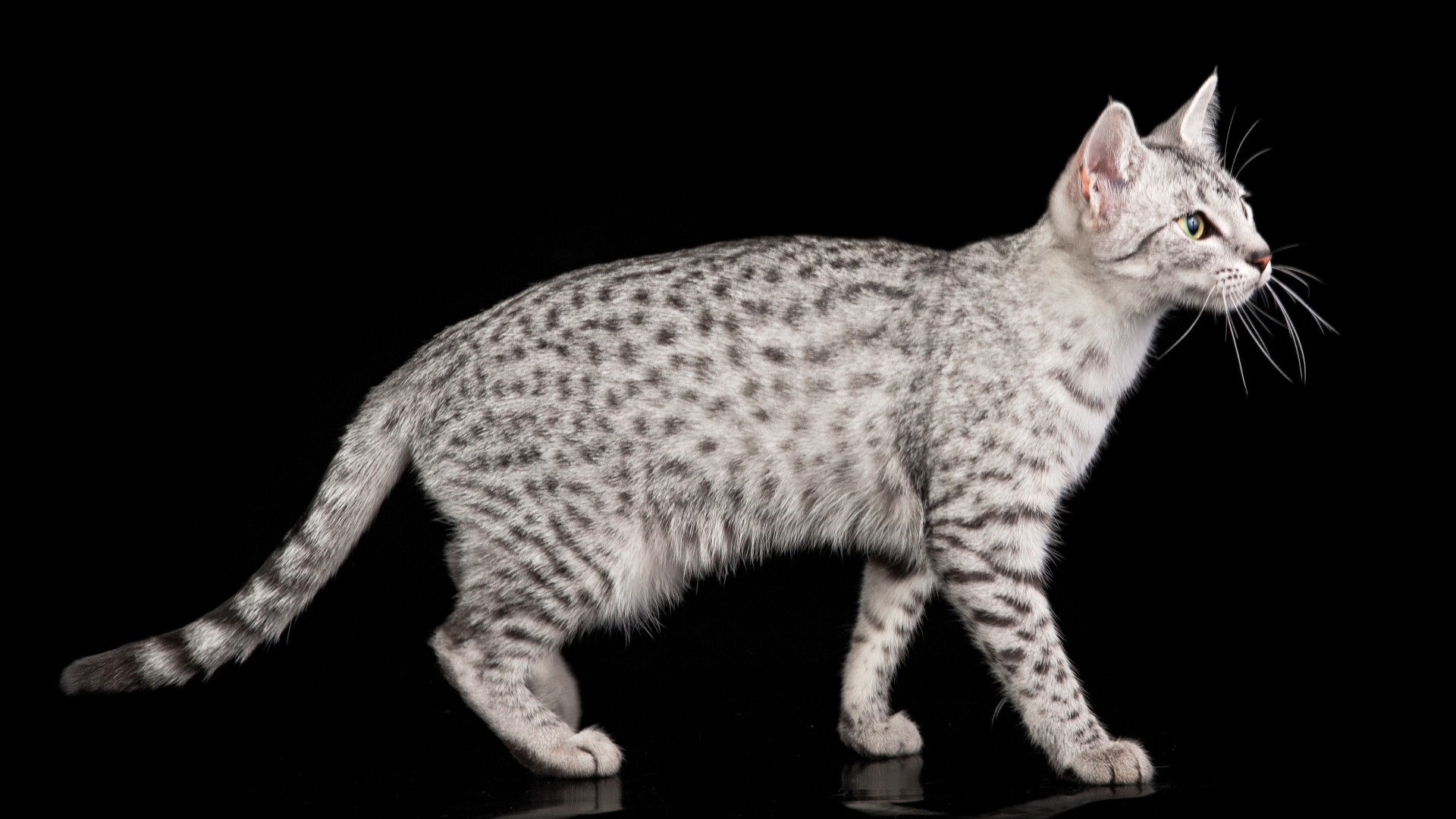 Египетская мау на черном фоне