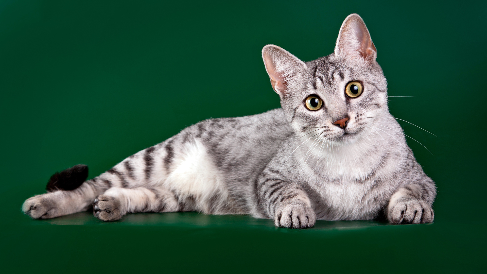 Египетская мау на зеленом фоне