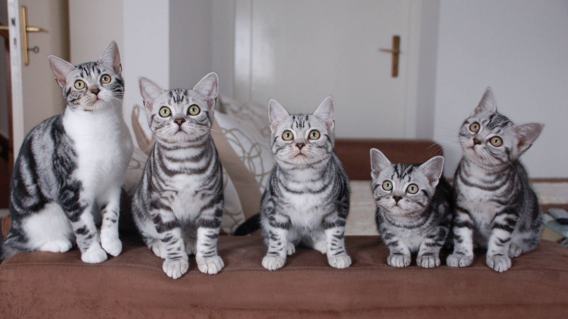 Семейство котят американской короткошерстной кошки