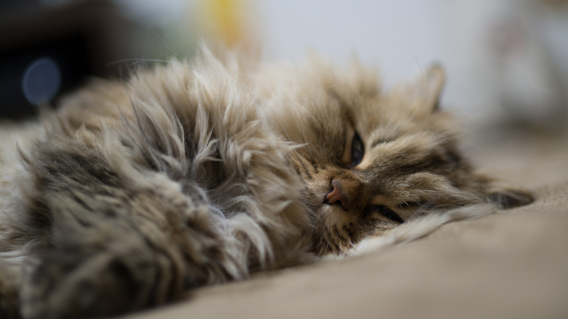 Пушистый кот дремлет
