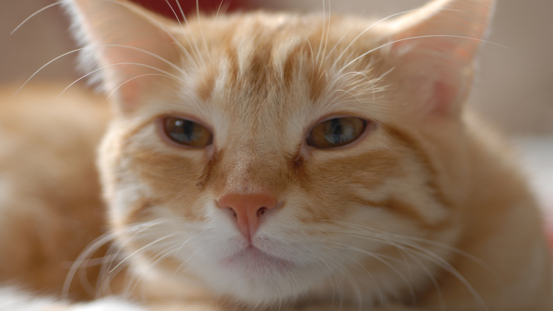 Пушистая рыжая европейская короткошерстная кошка