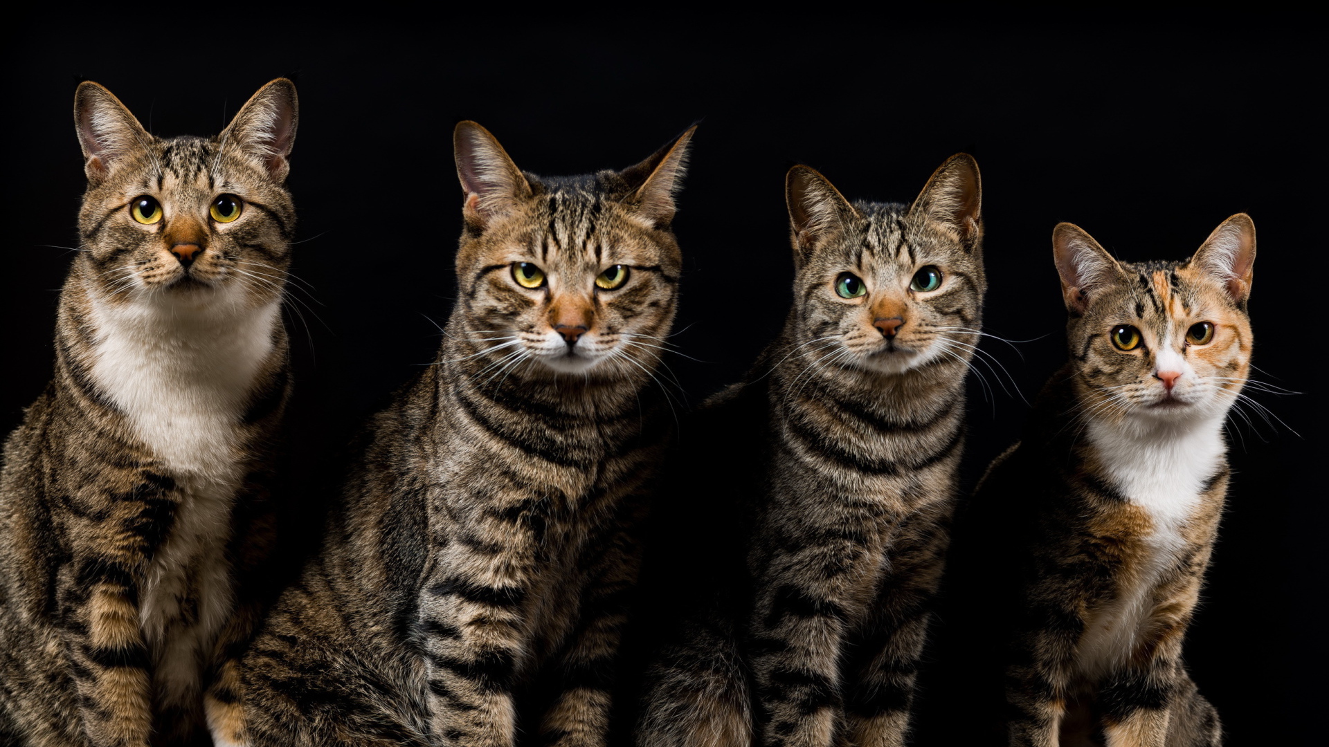 Четыре красивых кота