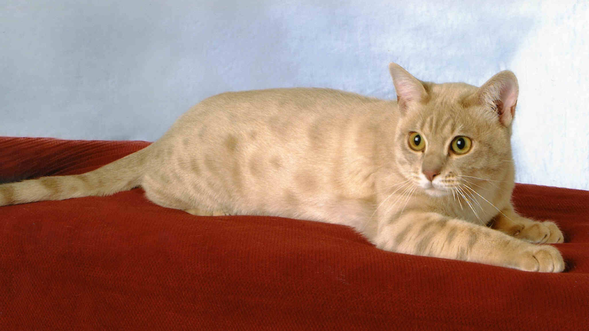 Забавный австралийский мист