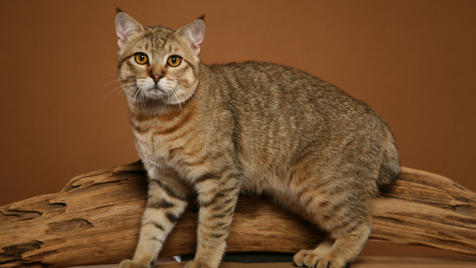 Забавный кот пиксибоб