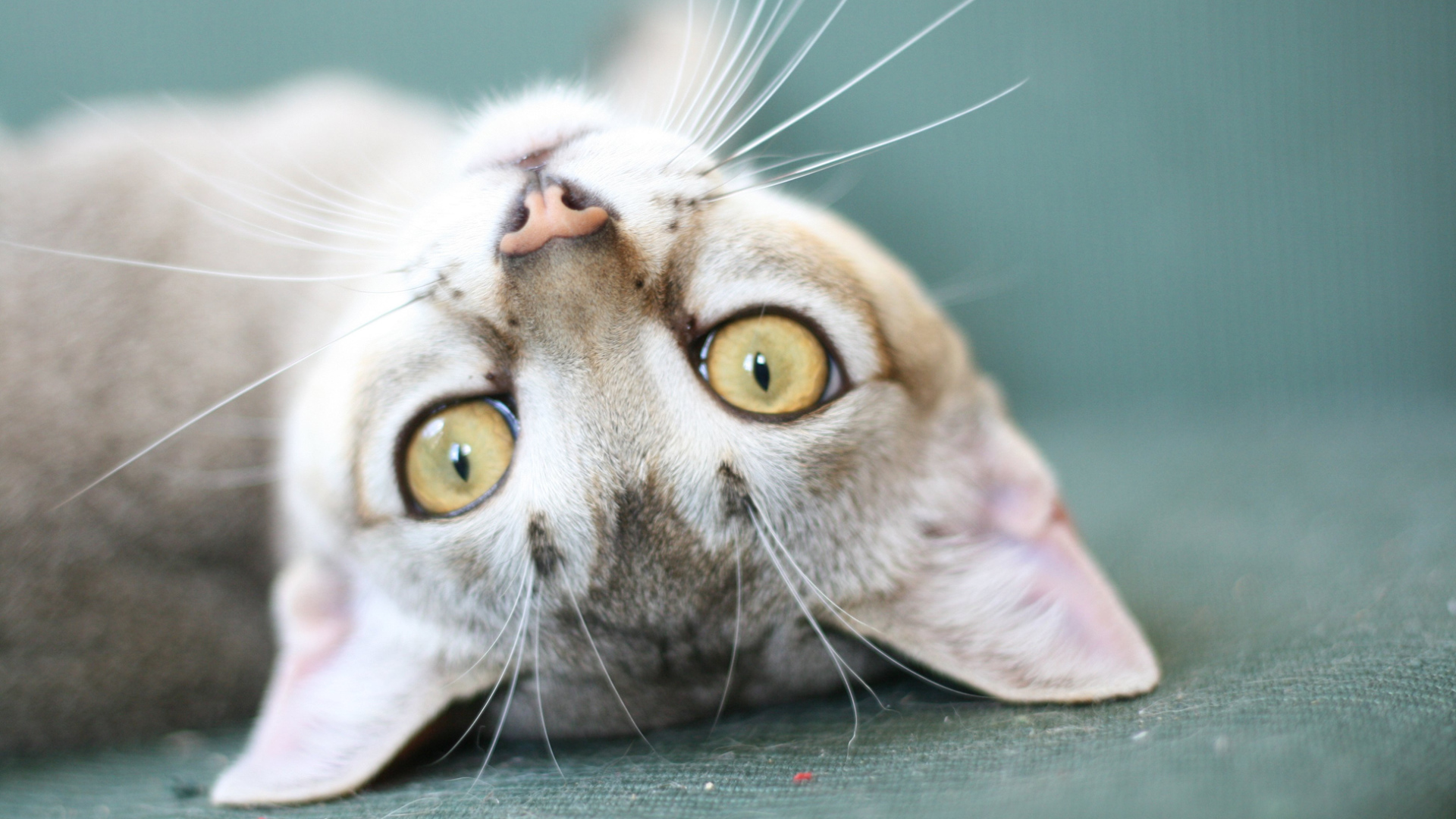 Забавная сингапурская кошка