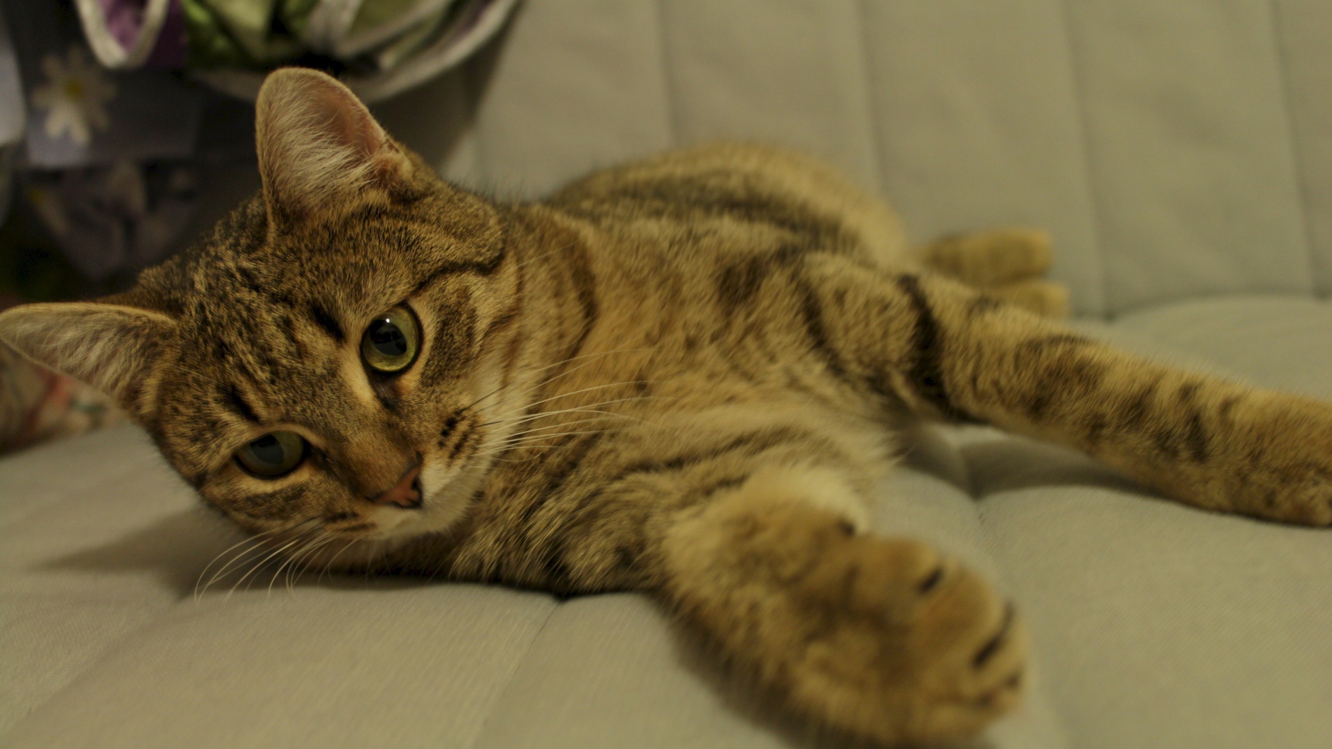 Рыжая европейская короткошерстная кошка