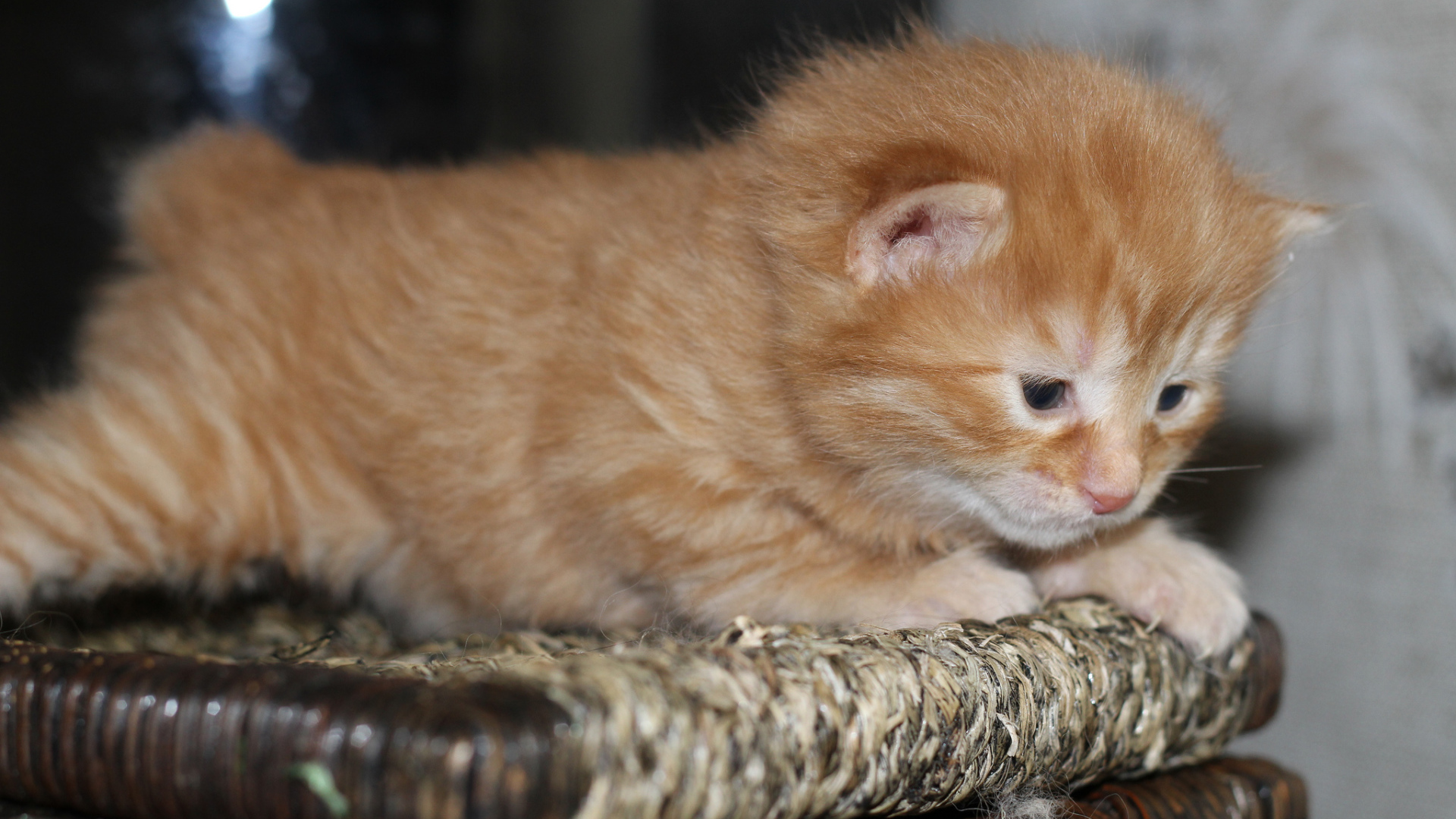 Рыжий котенок американский бобтейл