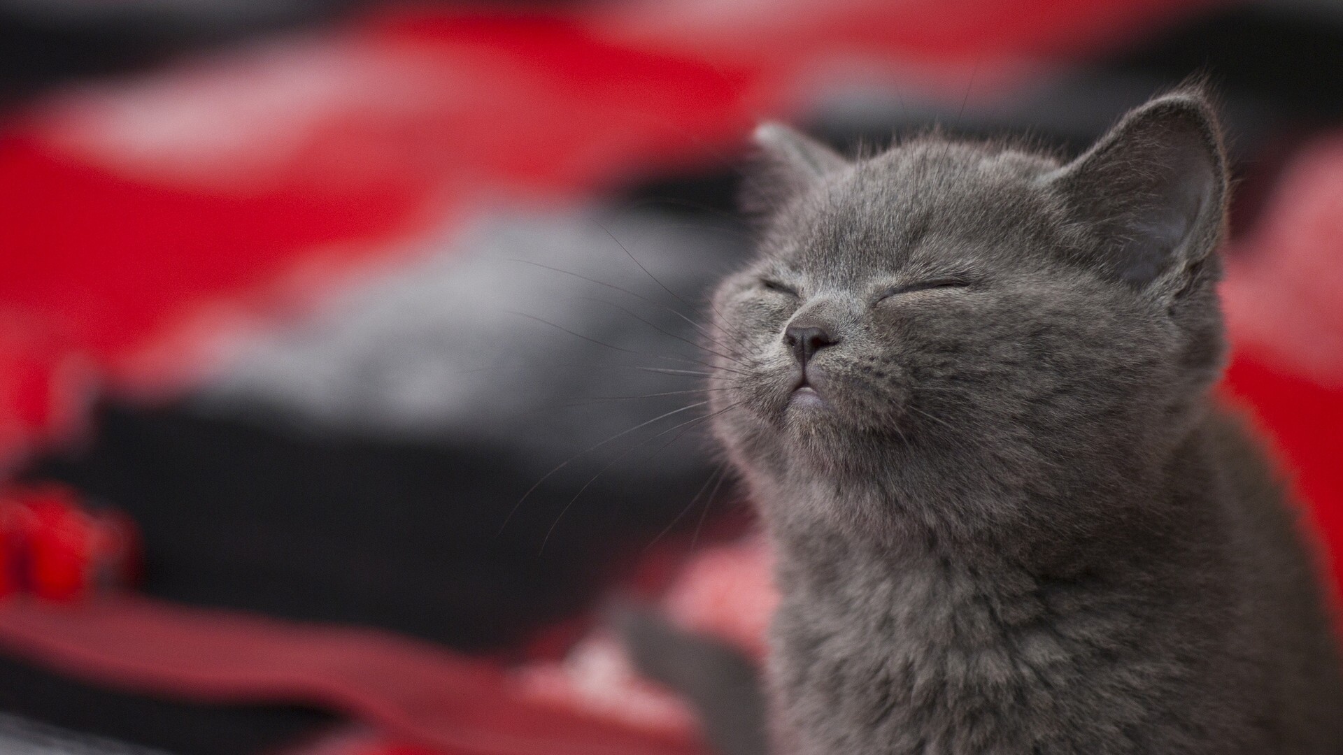 Серый котенок