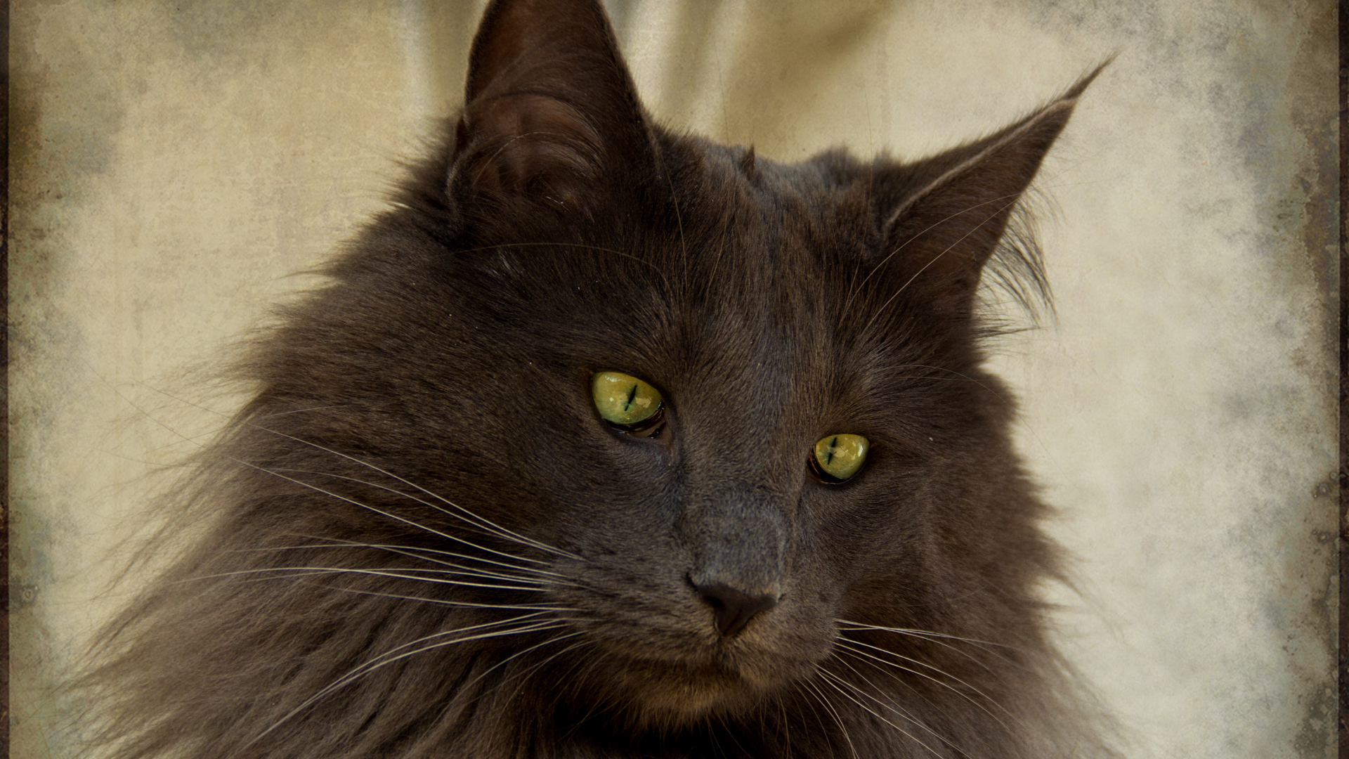 Зеленоглазая норвежская лесная кошка