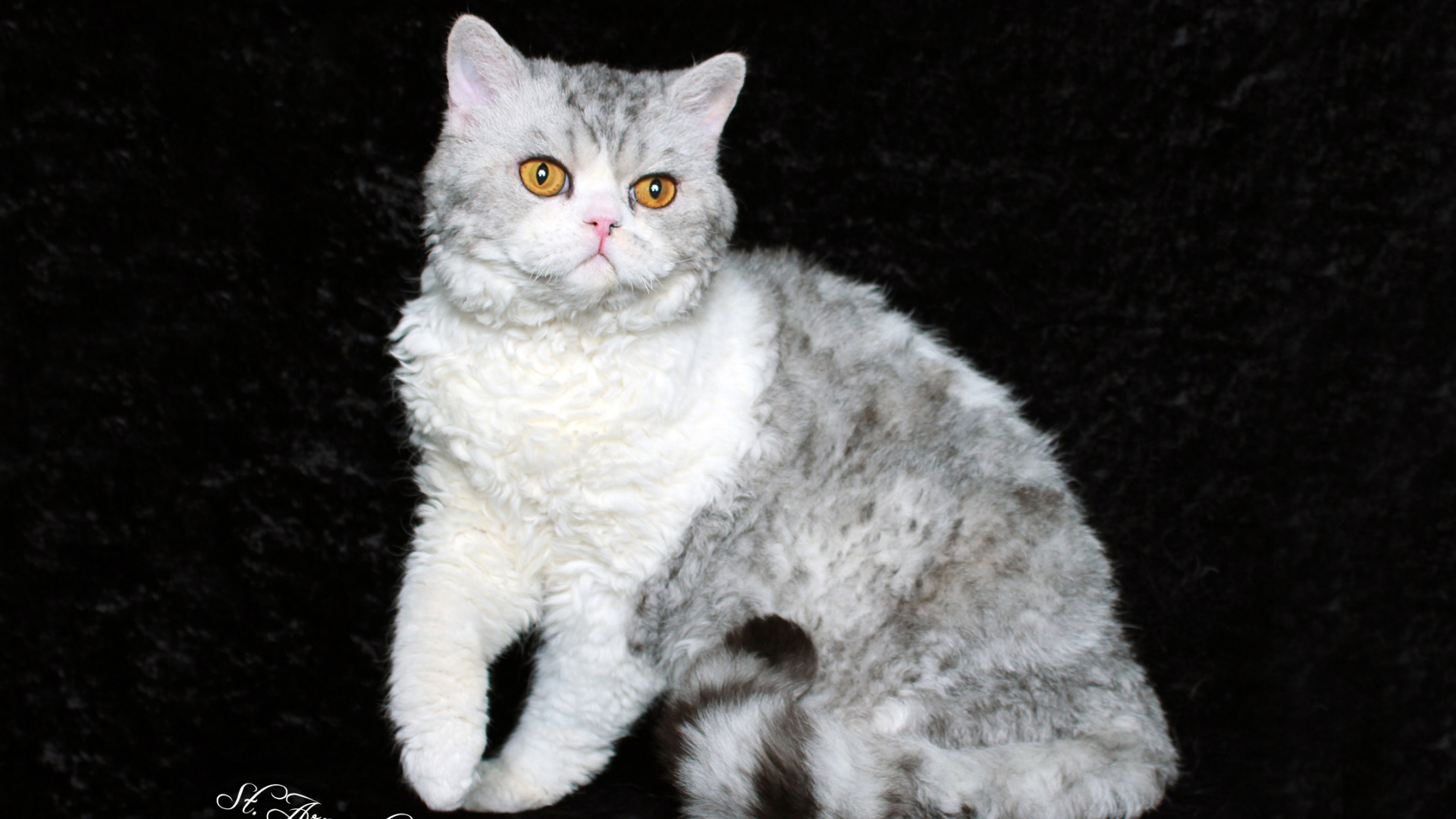 Серый селкирк рекс