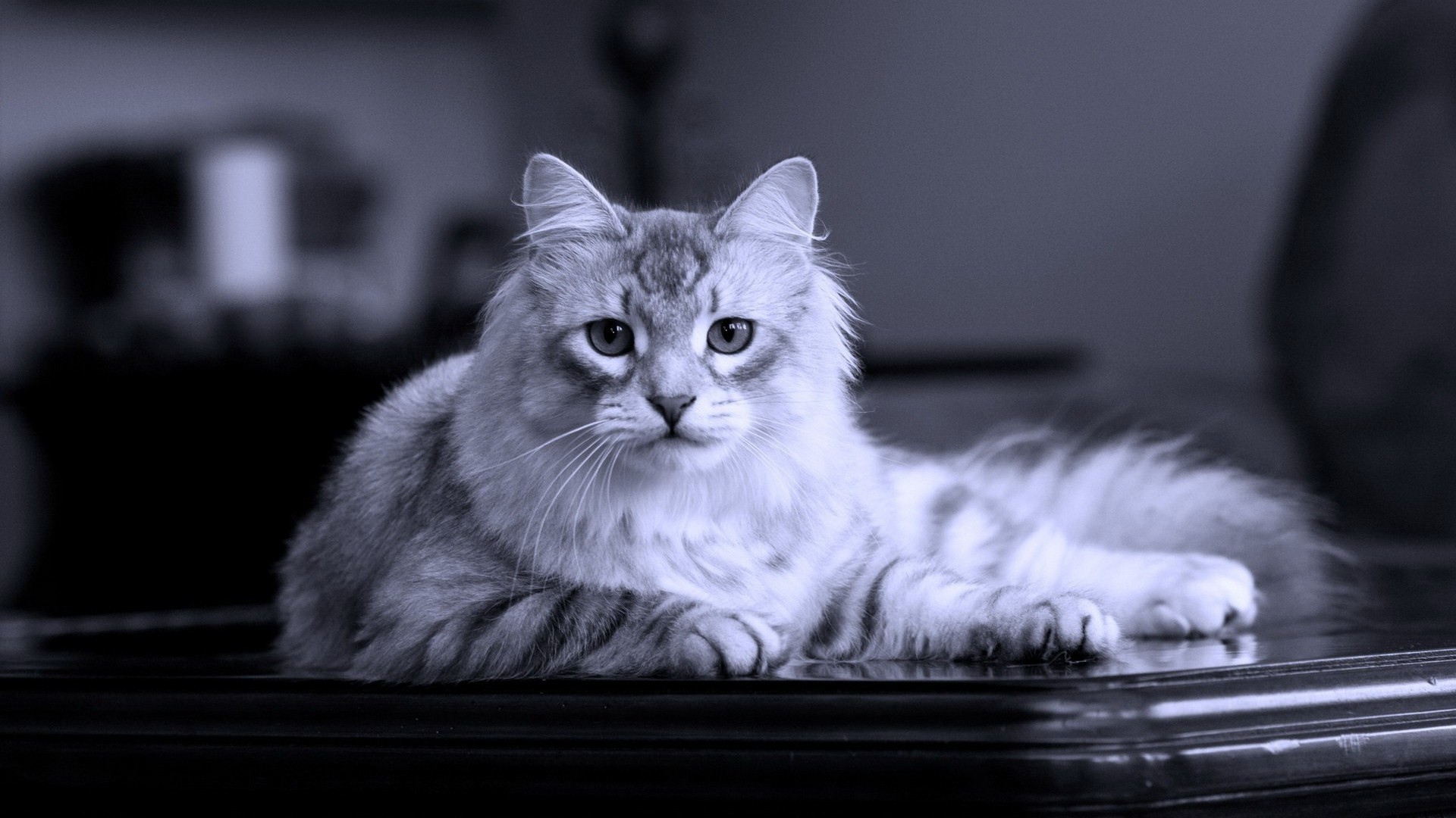 Серый кот на черном столе