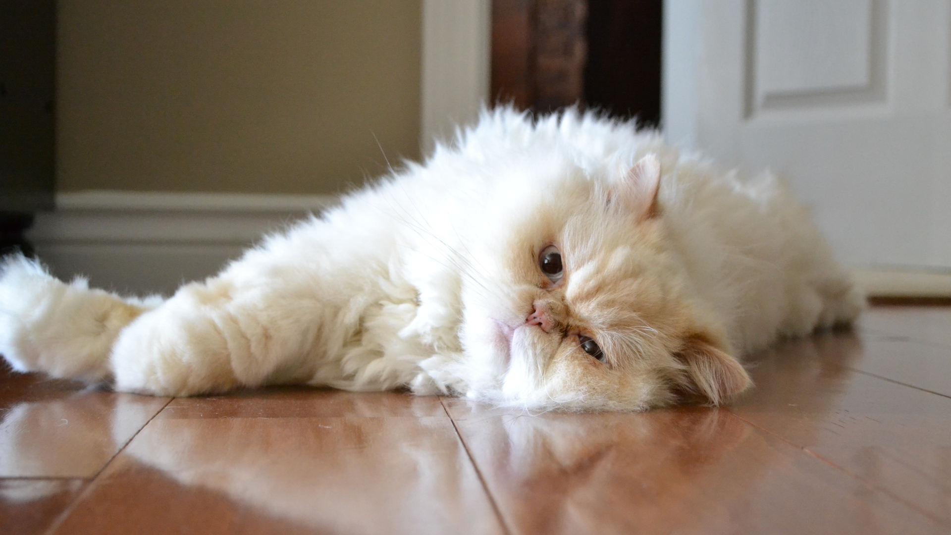 Гималайская кошка лежит на полу