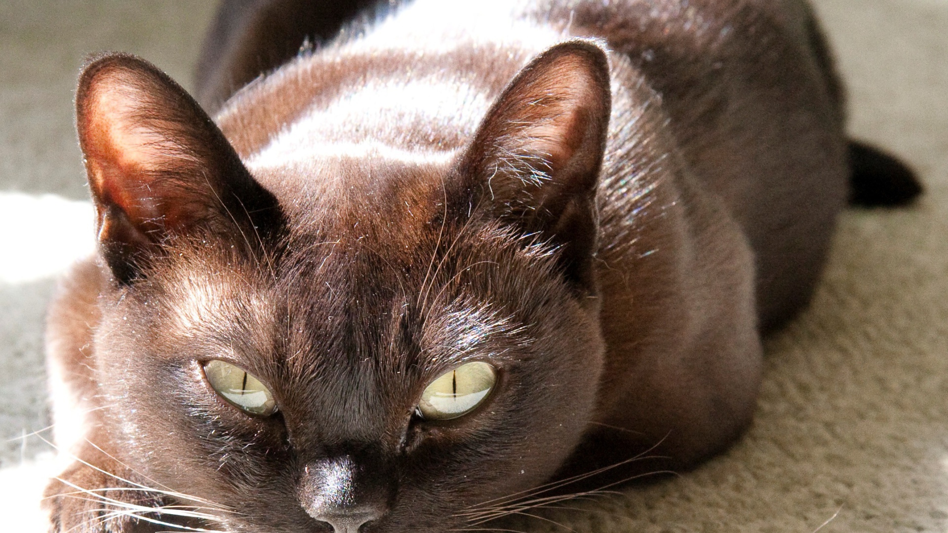 Охотник бурманская кошка