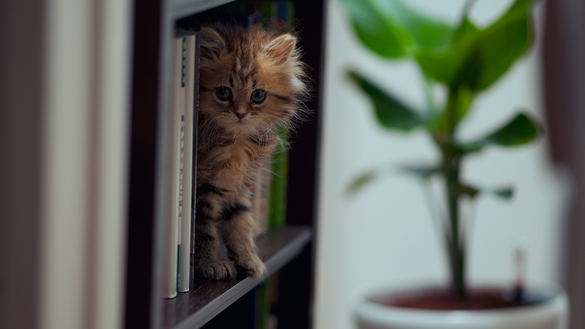 Котенок на полке