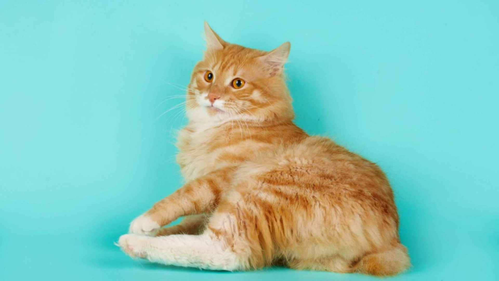 Курильский бобтейл на голубом фоне