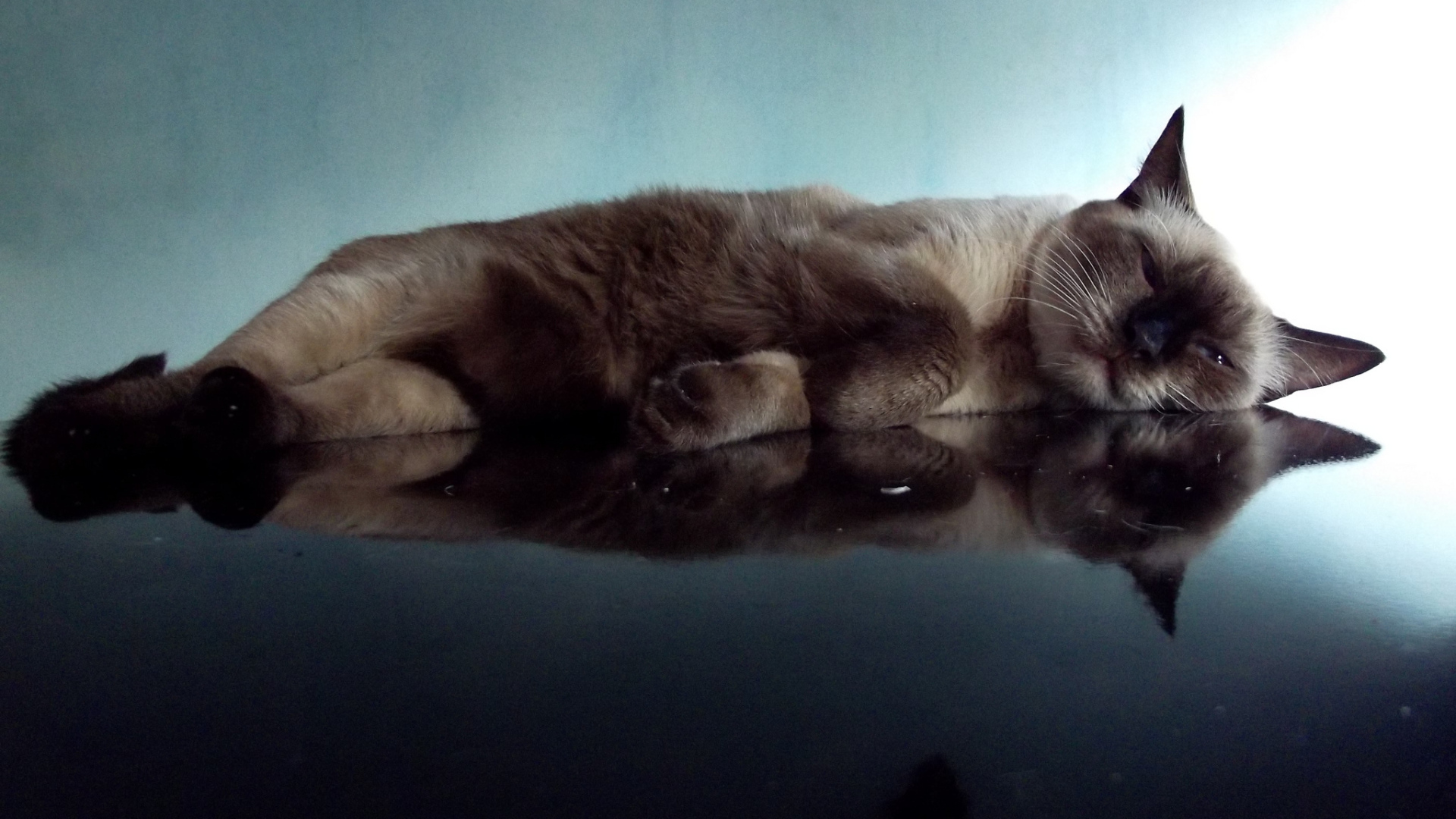 Ленивая сиамская кошка