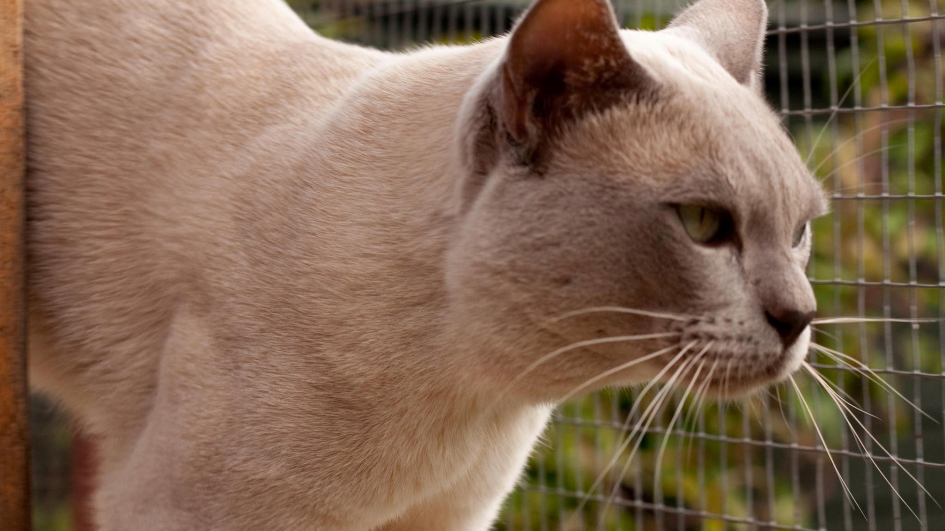 Светлая бурманская кошка