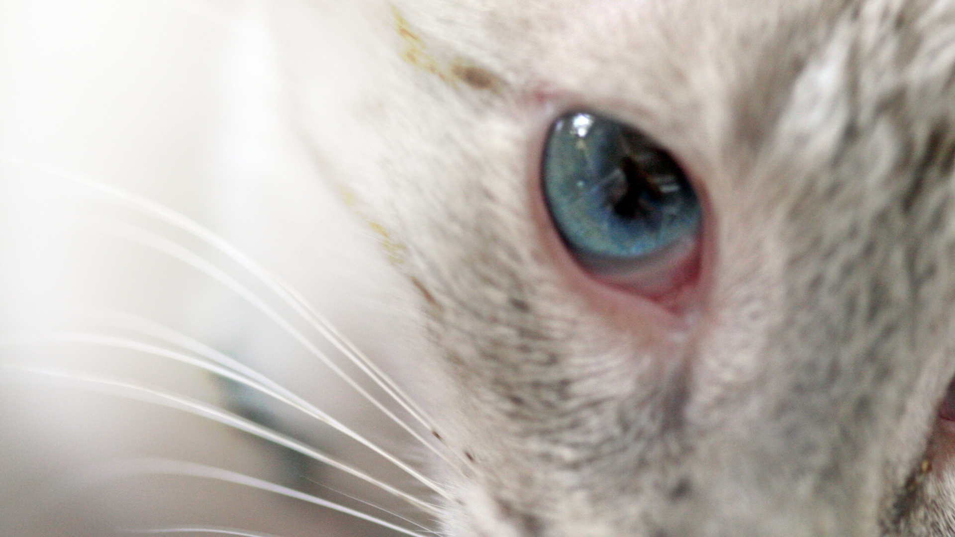 Глаз кошки меконгский бобтейл