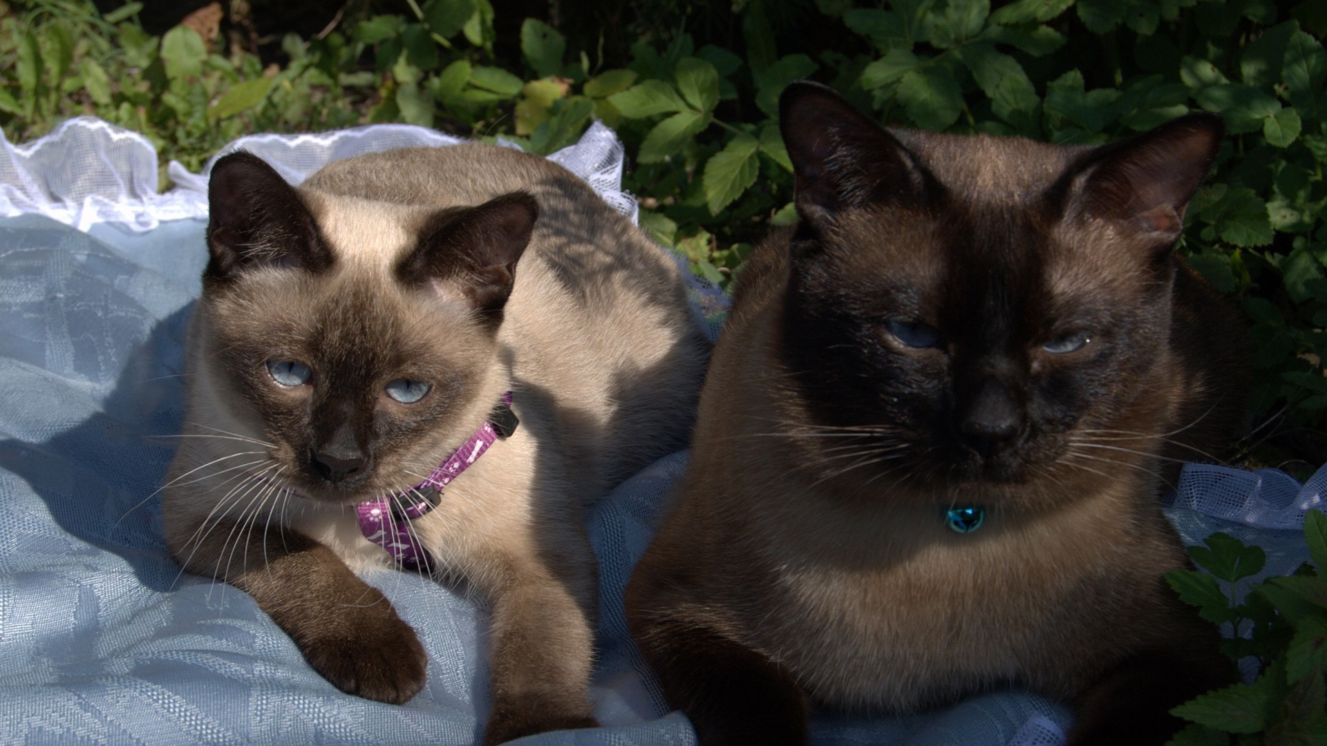 Коты породы меконгский бобтейл